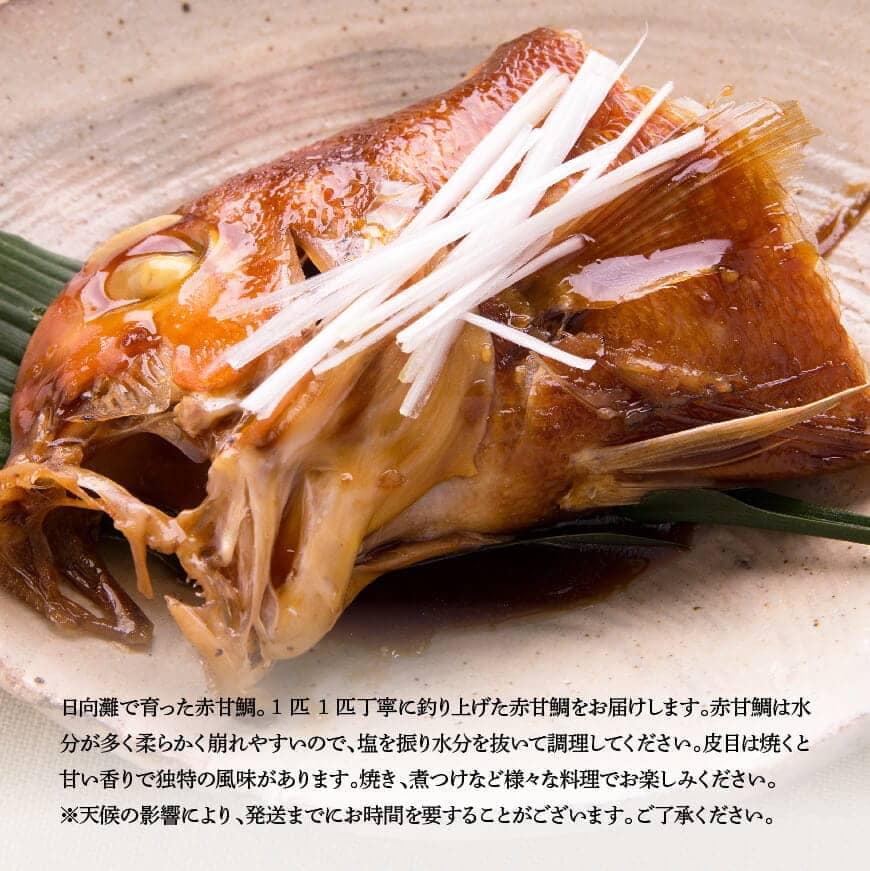 【数量が選べる】釣赤甘鯛約1kg 宮崎県産 日向灘 アマダイ 送料無料