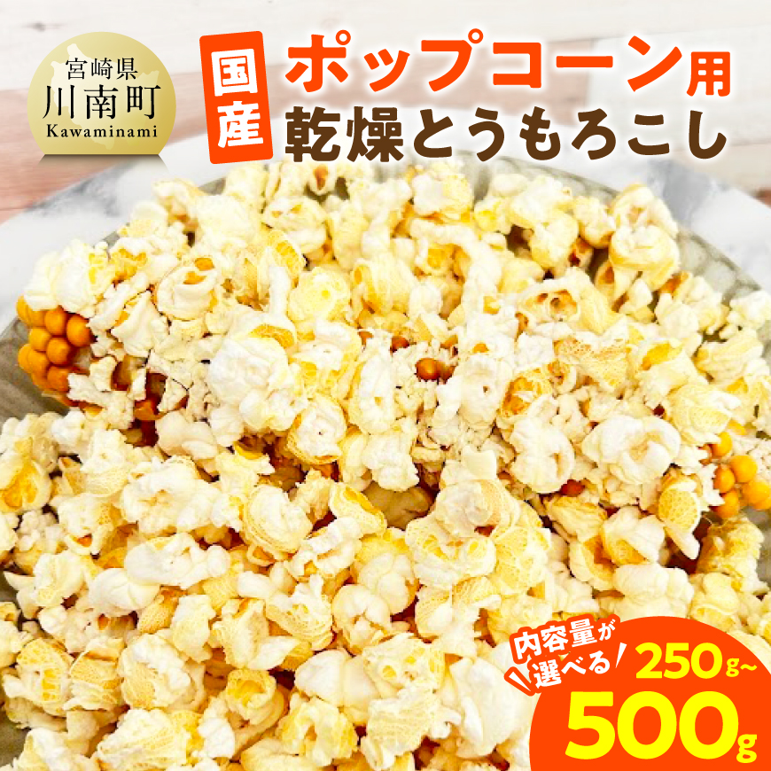 【内容量が選べる】国産ポップコーン用「乾燥とうもろこし」250～500g 小分け 個包装50gパック 希少な国産 宮崎県産 川南町産 送料無料