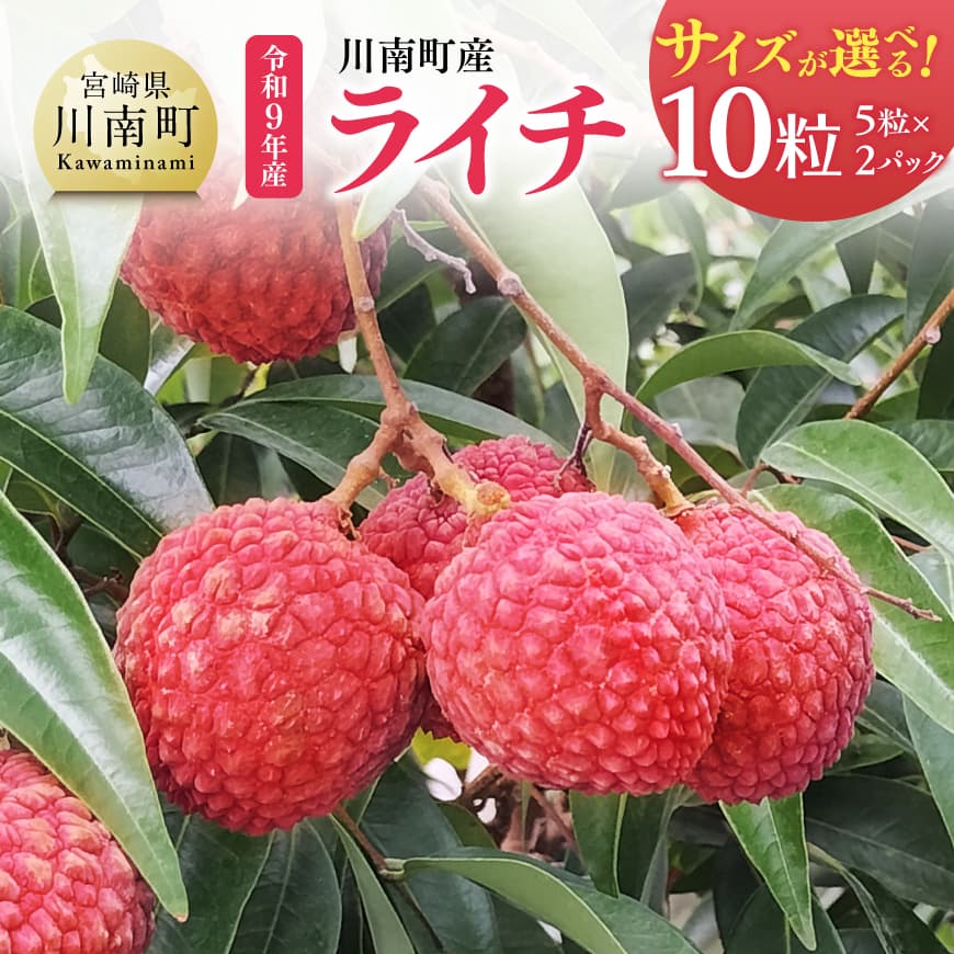 ※サイズが選べる※【令和9年産】川南町産ライチ10粒(5粒×2パック) - 完熟生ライチ 果物 完熟 もぎたての味 ジューシー 果汁たっぷり 希少な国産