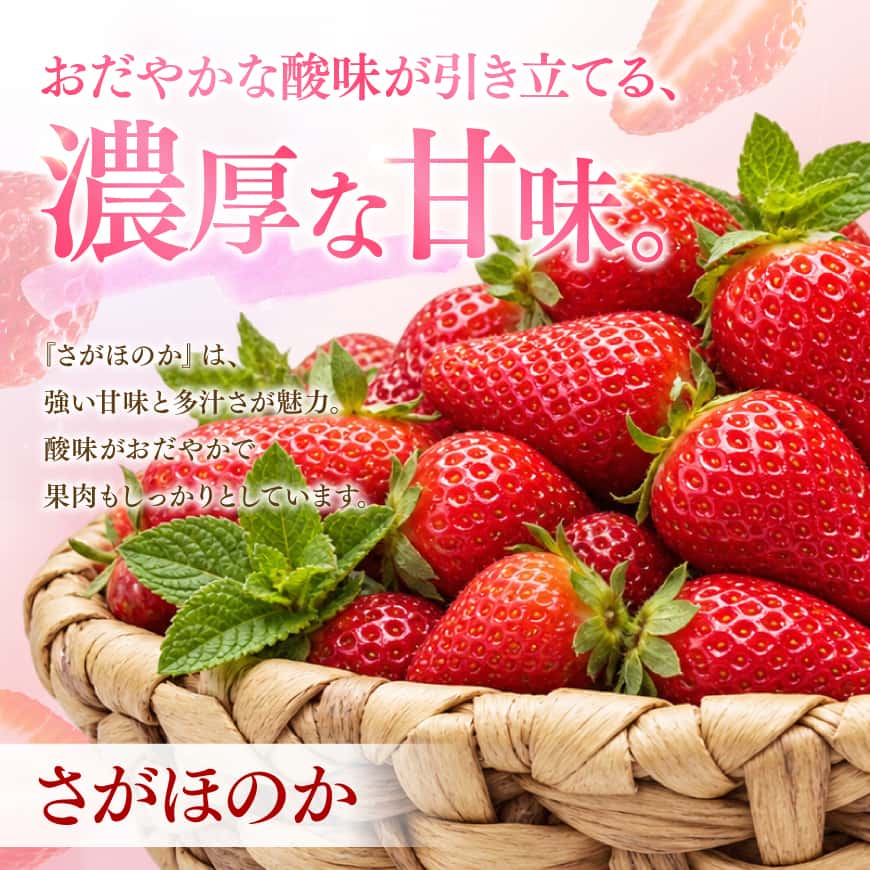 【内容が選べる】宮崎県産いちごさがほのか＆やよいひめ【令和9年発送】 苺 イチゴ やよいひめ さがほのか 果物 くだもの フルーツ 先行予約 数量限定 宮崎県 川南町 送料無料