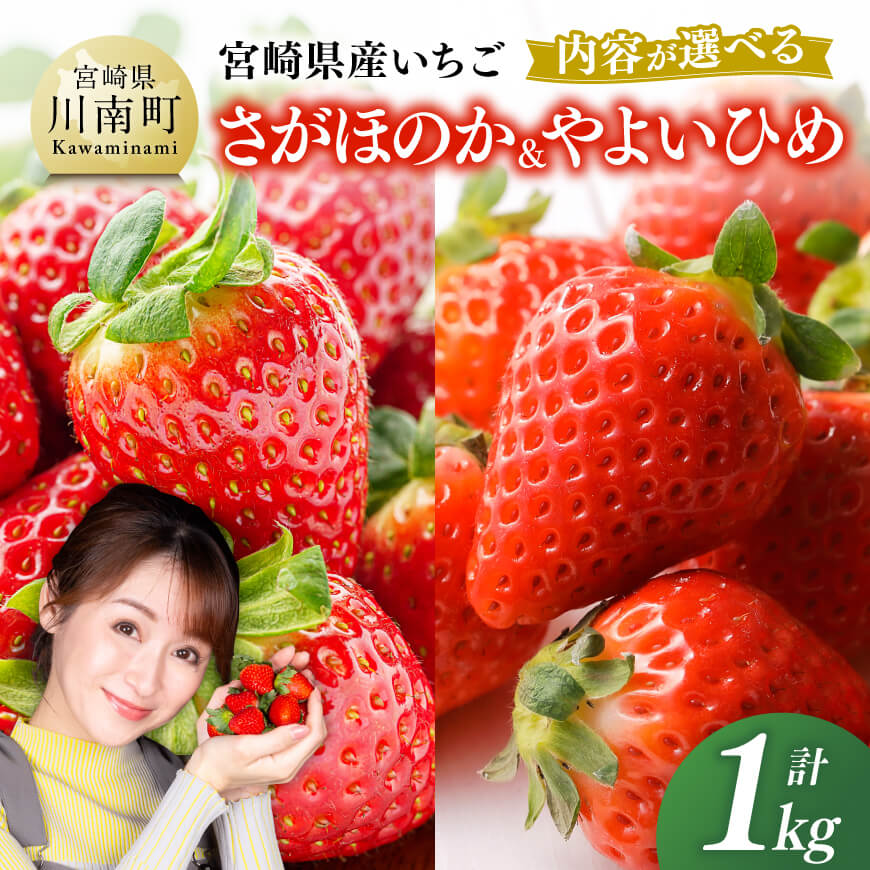 【内容が選べる】宮崎県産いちごさがほのか＆やよいひめ【令和9年発送】 苺 イチゴ やよいひめ さがほのか 果物 くだもの フルーツ 先行予約 数量限定 宮崎県 川南町 送料無料
