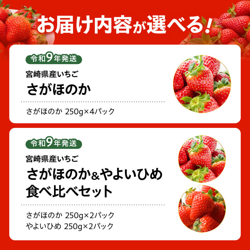 【内容が選べる】宮崎県産いちごさがほのか＆やよいひめ【令和9年発送】 苺 イチゴ やよいひめ さがほのか 果物 くだもの フルーツ 先行予約 数量限定 宮崎県 川南町 送料無料