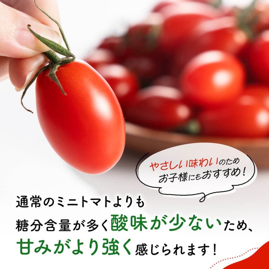 宮崎県産ミニトマト「アイコ」3kg - 宮崎県産 ミニトマト とまと 送料無料 川南町