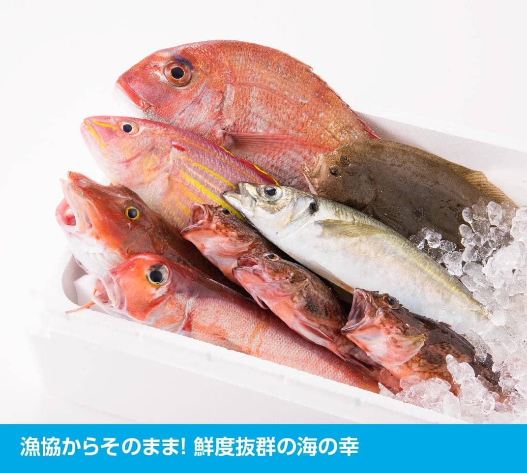 『日向灘海の幸』 通浜鮮魚セット 魚介類 鮮魚 魚 詰め合わせ