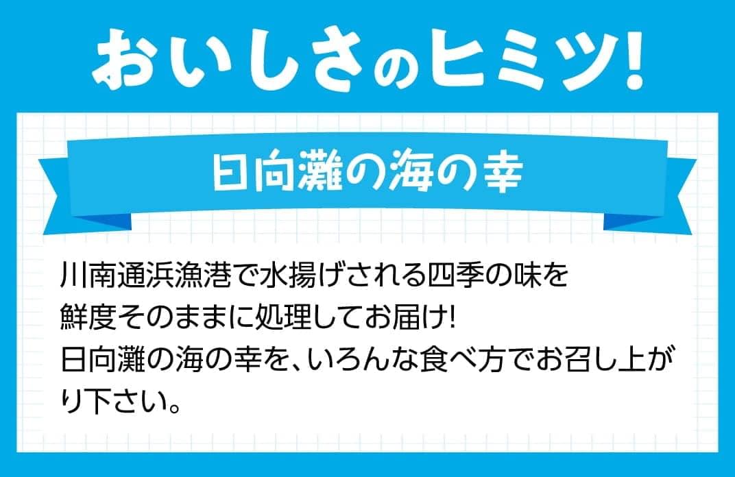 『日向灘海の幸』 通浜鮮魚セット 魚介類 鮮魚 魚 詰め合わせ