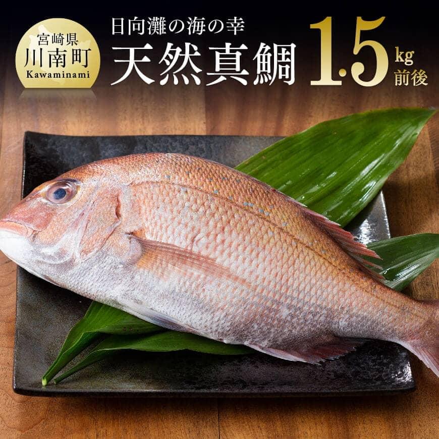『日向灘の海の幸』 天然真鯛 （活き締め） 魚介類 鮮魚 魚 鯛 タイ