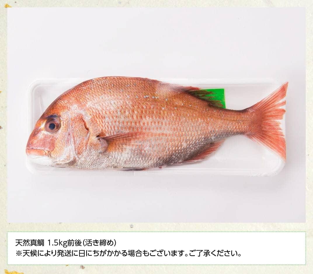 『日向灘の海の幸』 天然真鯛 （活き締め） 魚介類 鮮魚 魚 鯛 タイ