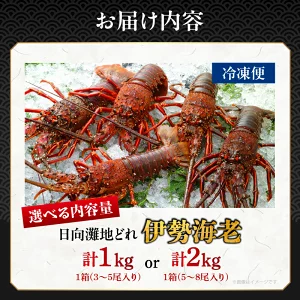 【内容量が選べる】 伊勢海老 1kg_2kg  T013-0015-SKU