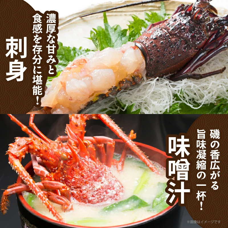 【内容量が選べる】 伊勢海老 地どれ 日向灘 活 旬 冷蔵 チルド 伊勢えび イセエビ_T013-0015-SKU