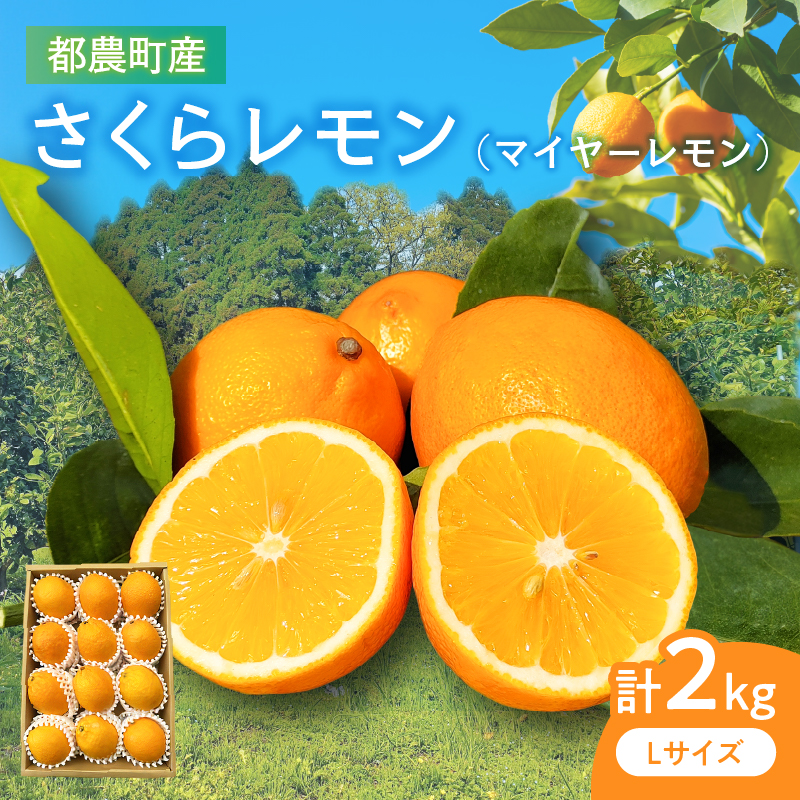 さくらレモン マイヤーレモン 計2kg