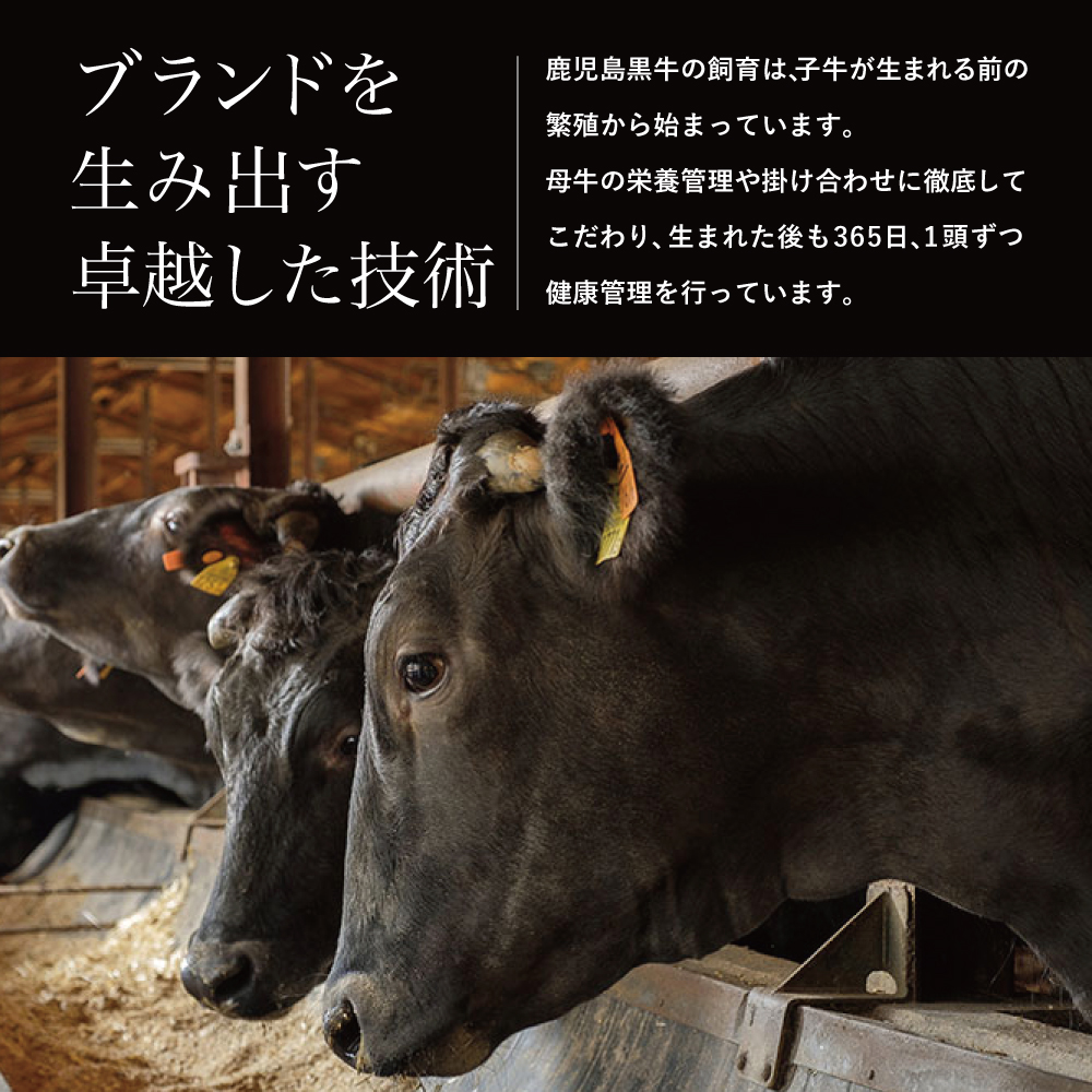 【和牛日本一】5等級 鹿児島黒牛 サーロインステーキ 4枚 計800g（200g×4P） 牛肉 黒毛和牛 冷凍 バーベキュー BBQ JA食肉かごしま