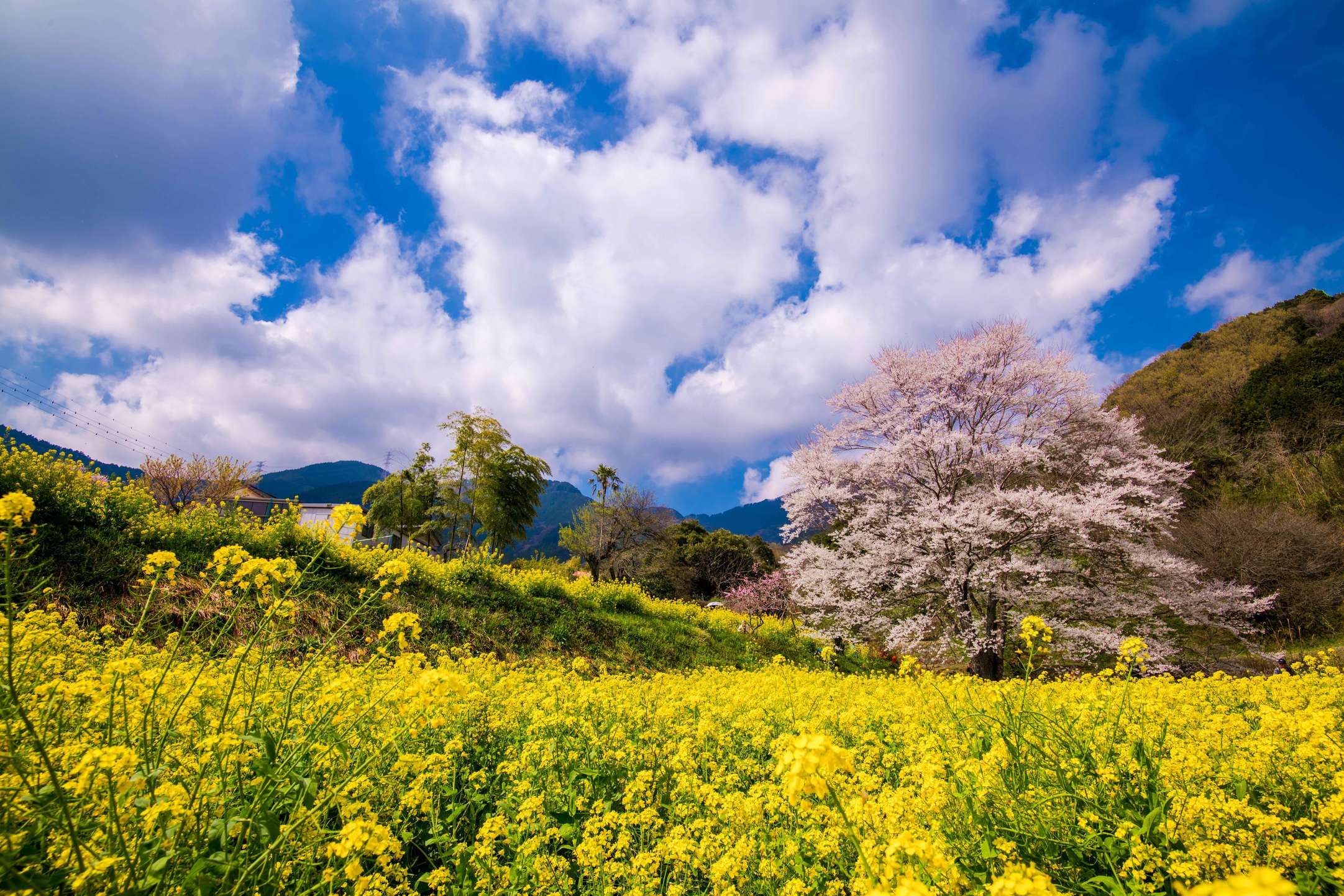 神奈川 県 秦野 市